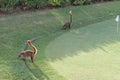 Coatis